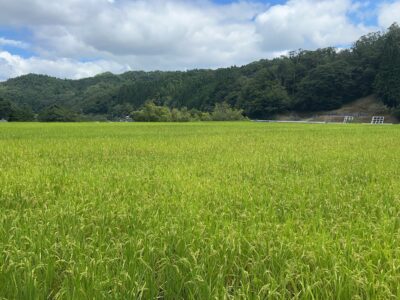 一の茅米（deRien田んぼ）